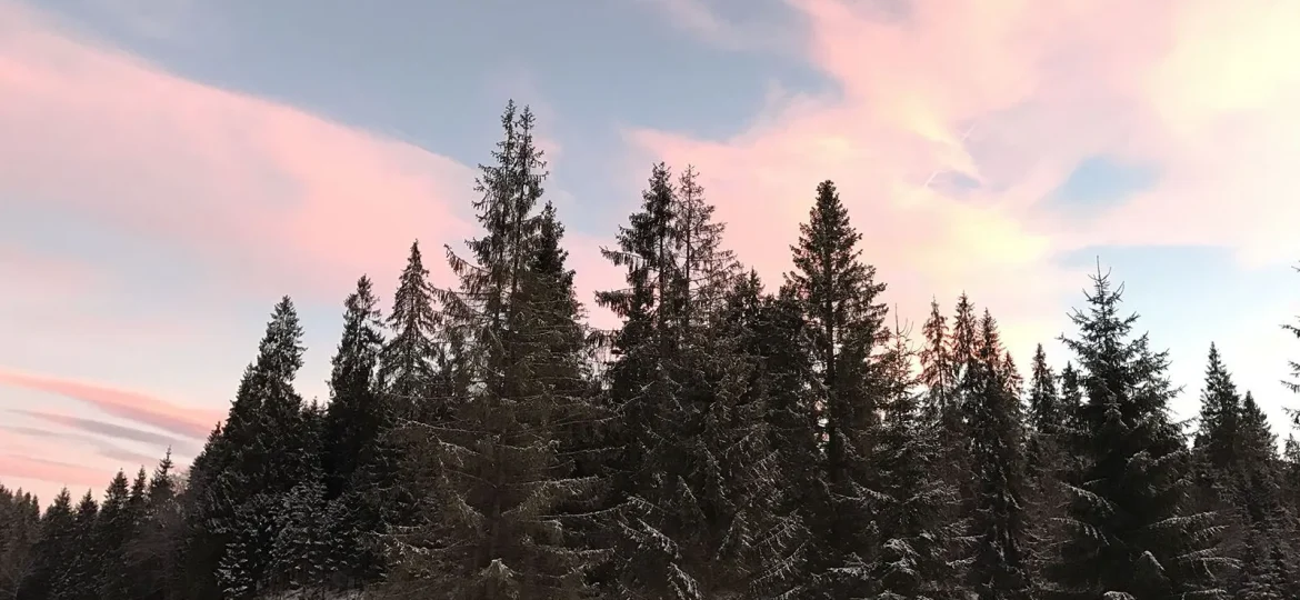 Zdjęcie przedstawia drzewa w zimowej aurze