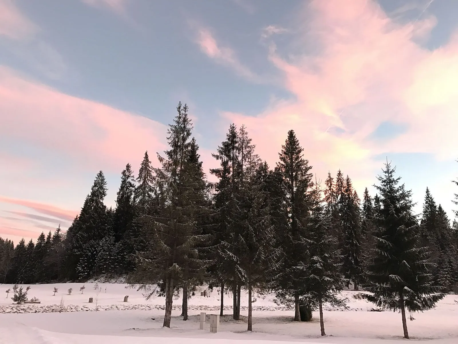 Zdjęcie przedstawia drzewa w zimowej aurze